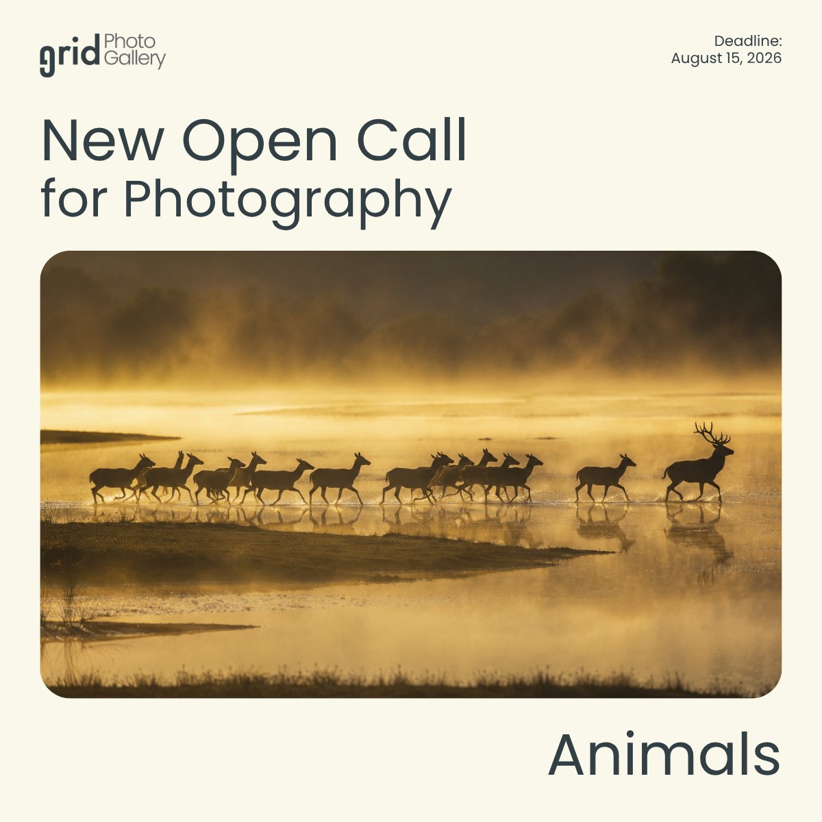 Animals Open Call 2026 Grid Photo Gallery