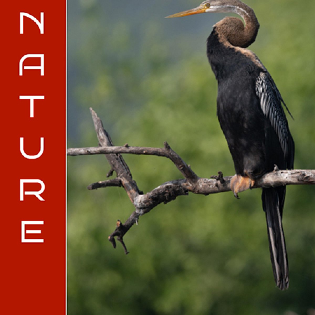 Nature Art Competition