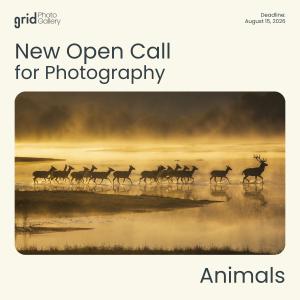 Animals Open Call 2026 Grid Photo Gallery